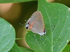 Calycopis isobeon