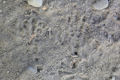 Aphelocoma californica