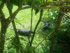 Varanus palawanensis