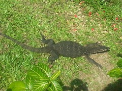 Varanus palawanensis