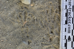 Aphelocoma californica