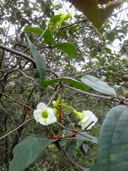 Odontadenia lutea