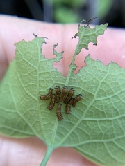 Battus polydamas