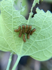 Battus polydamas