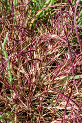 Muhlenbergia microsperma