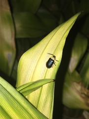 Asphaera abdominalis