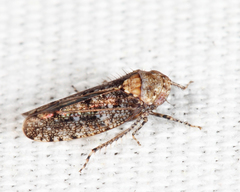 Paraphlepsius collitus