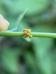 Battus polydamas