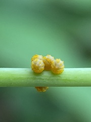 Battus polydamas