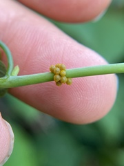 Battus polydamas