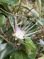 Quadrella jamaicensis