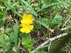 Lysimachia nummularia