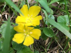Lysimachia nummularia