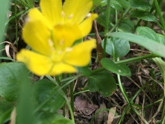 Lysimachia nummularia