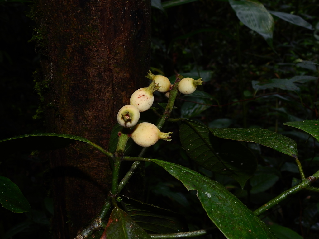 Coussarea spicata