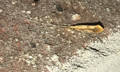 Triaenodes marginatus