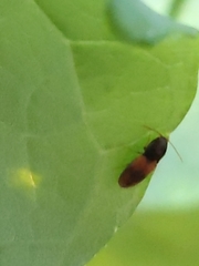 Horistonotus curiatus