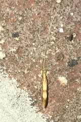 Triaenodes marginatus