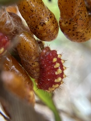 Eumaeus atala