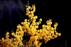 Acacia erinacea
