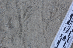 Aphelocoma californica