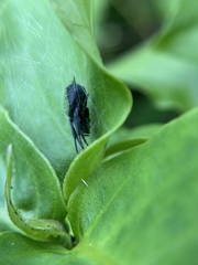 Eriophora ravilla