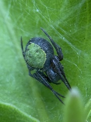 Eriophora ravilla