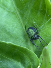 Eriophora ravilla