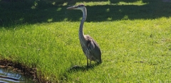 Ardea herodias