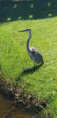 Ardea herodias