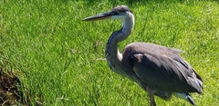 Ardea herodias