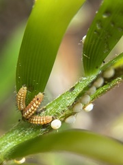 Eumaeus atala