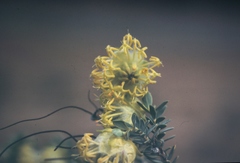 Pimelea suaveolens