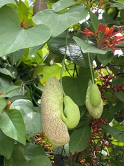 Aristolochia littoralis