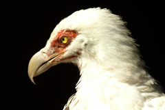 Palm-Nut Vulture photo 5