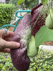 Aristolochia littoralis
