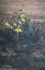 Pimelea suaveolens