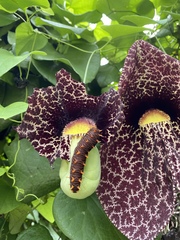 Battus polydamas