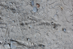 Aphelocoma californica