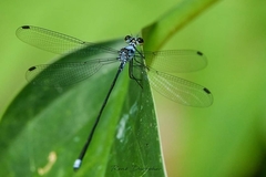 Hypolestes hatuey