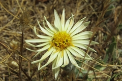 Noticastrum