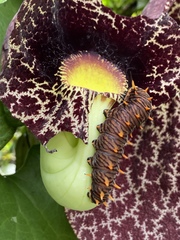 Battus polydamas