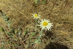 Noticastrum