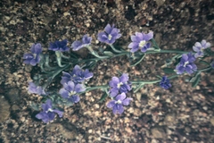 Dampiera stenostachya