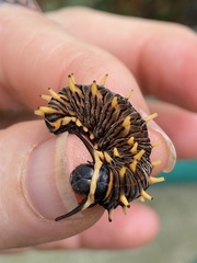 Battus polydamas