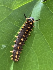Battus polydamas