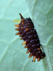 Battus polydamas