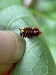 Battus polydamas
