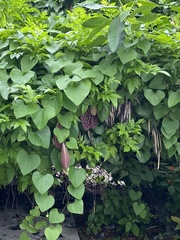 Aristolochia littoralis