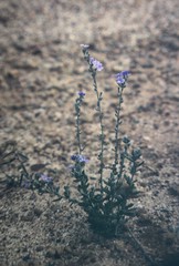 Dampiera stenostachya